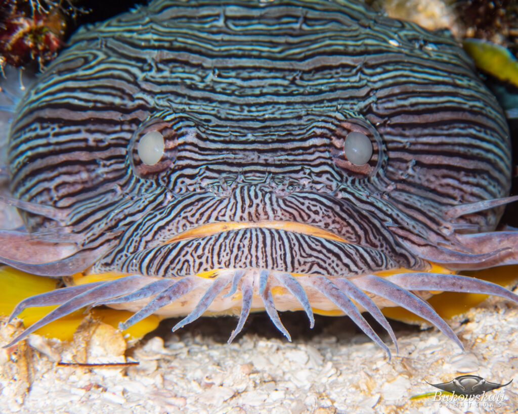 Splendid toadfish peering out from under a ledge in Cozumel, a fish found only around the island