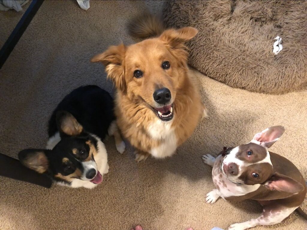 Tom Bernens’s three dogs looking up at the camera: Kiwi the Corgi, Peanut the Basset Hound and Chow mix, and Reggie the bully mutt