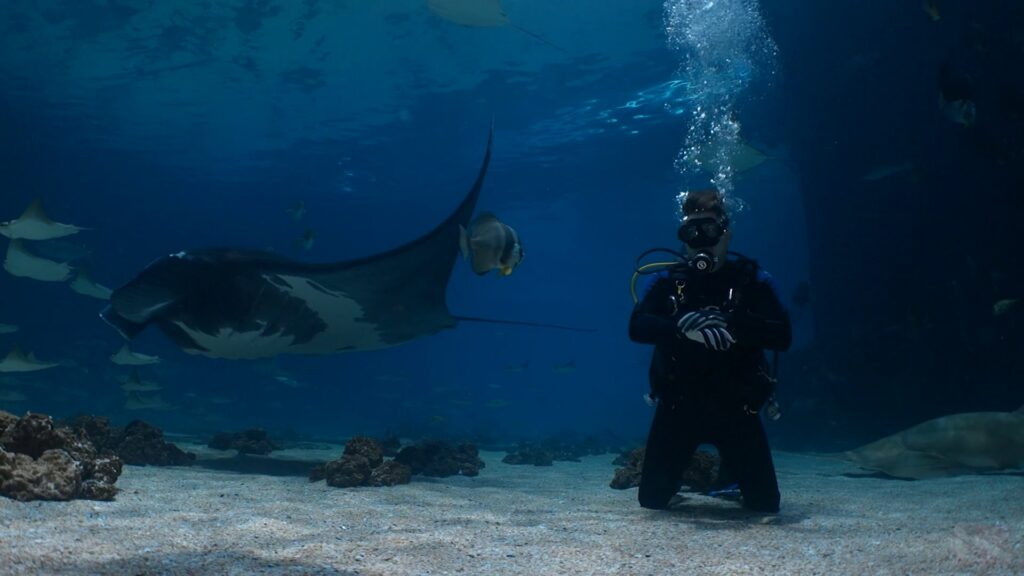 Tom Bernens kneeling on the sand during a dive at the Georgia Aquarium as a manta ray swims past, April 2026